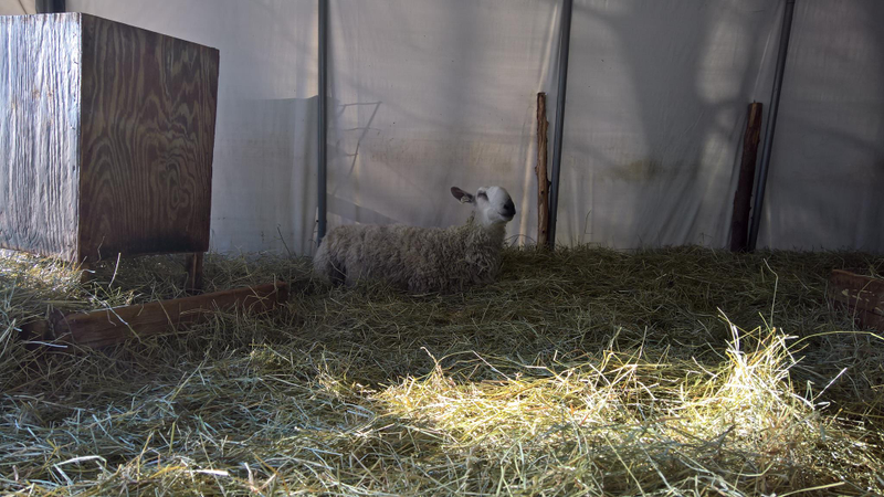 relaxing is an important sheep activity for Little Moose.